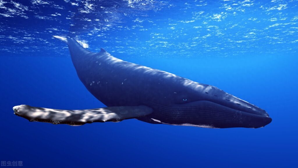 鲸鱼在水中睡着了会不会淹死，为什么鲸鱼在水里不会憋死