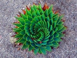 什么是几何植物，自然界中最美的几何植物
