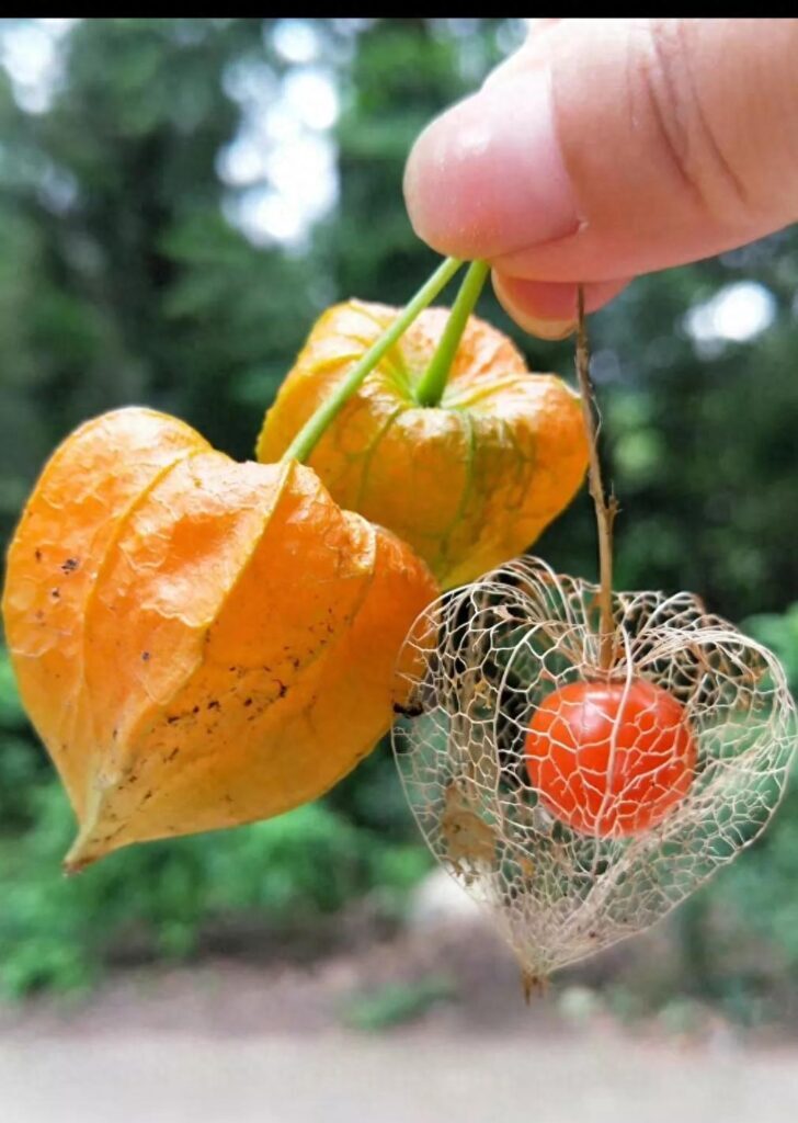 菇茑学名叫什么，菇茑的功效与作用