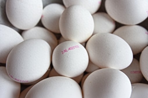 鸽子蛋有营养吗，鸽子蛋的营养价值及功效