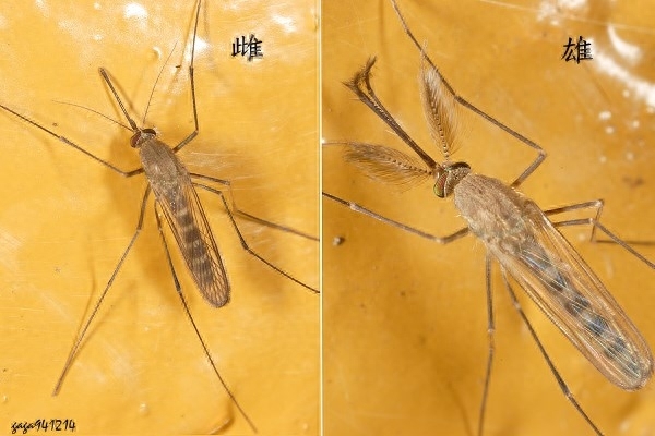 如何辨认蚊子公母，蚊子的雌雄辨别方法