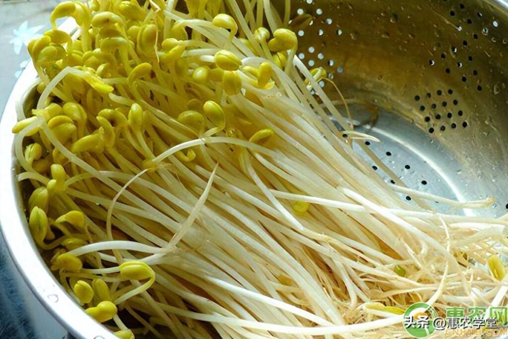 黄豆芽怎么发 ，豆芽发芽制作过程