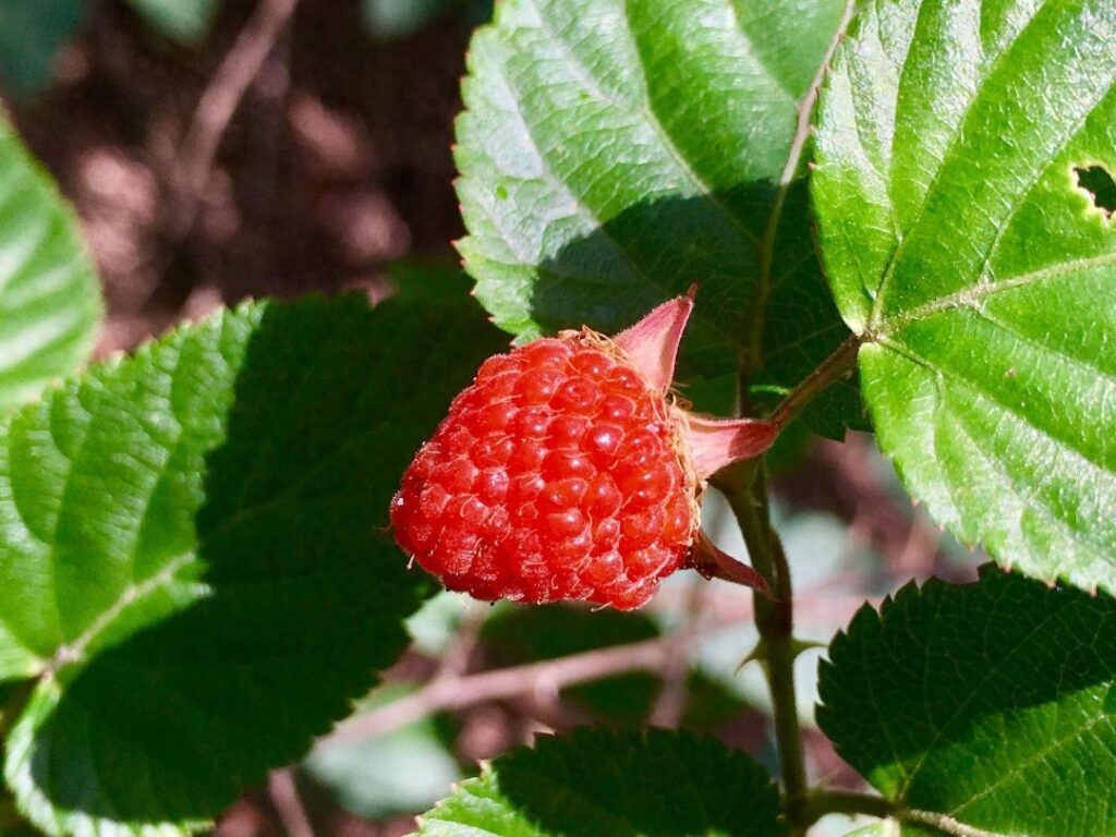 山莓是覆盆子吗，山莓的功效与作用
