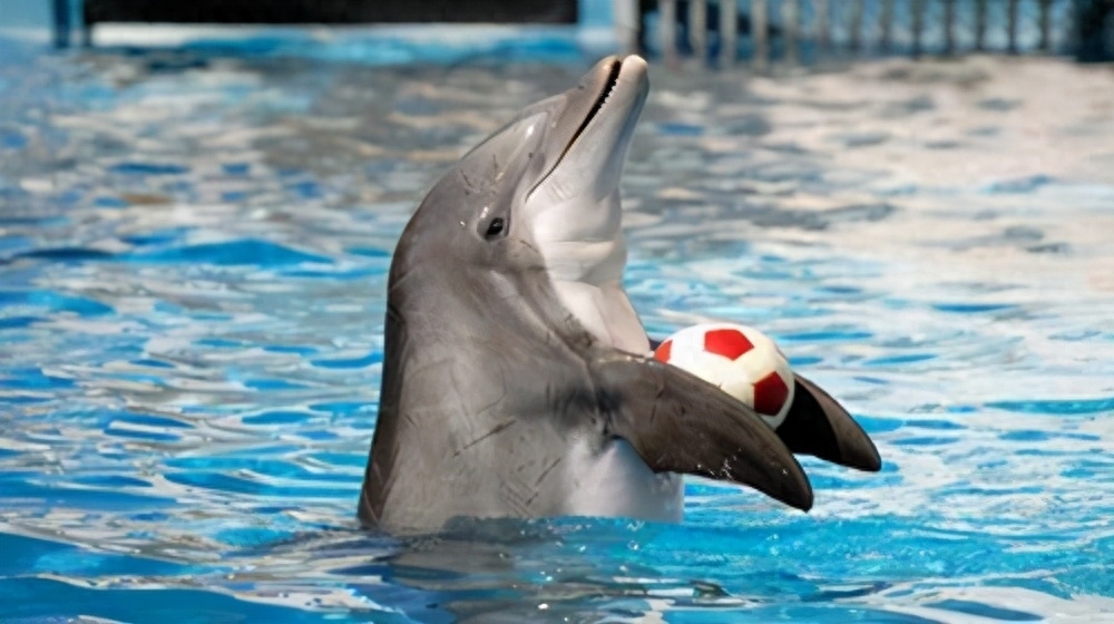 海豚为什么要救人，海豚会保护人类吗