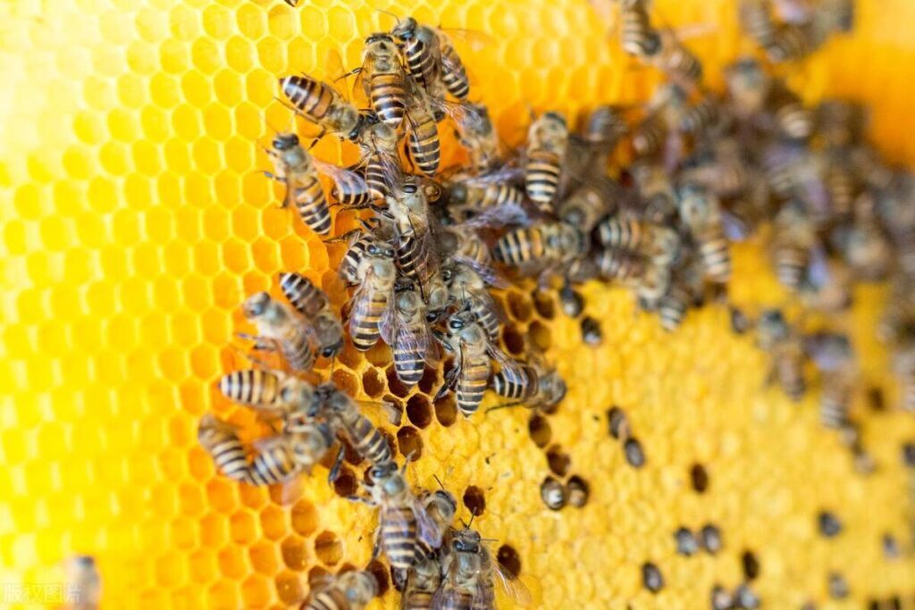 蜜蜂最怕什么农药，蜜蜂最怕什么气味