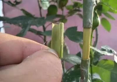 花中皇后是什么花，花中皇后是玫瑰还是月季