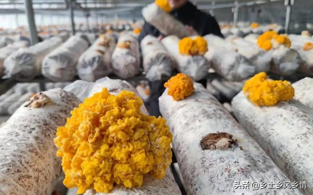 金耳菌种植风险有多大？金耳菌的种植方法与管理