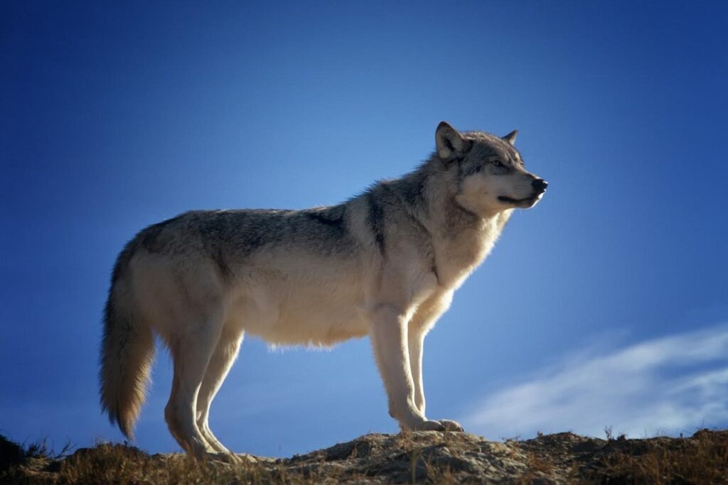 白眼狼的典故是什么，形容白眼狼的典故