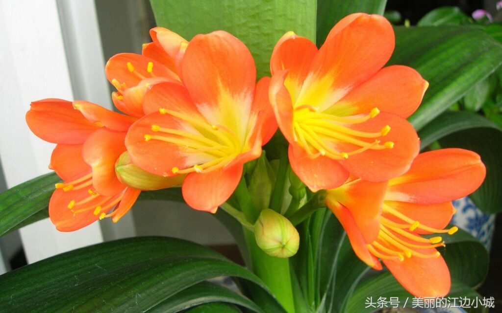 北京的市花是什么，中国各城市代表的花