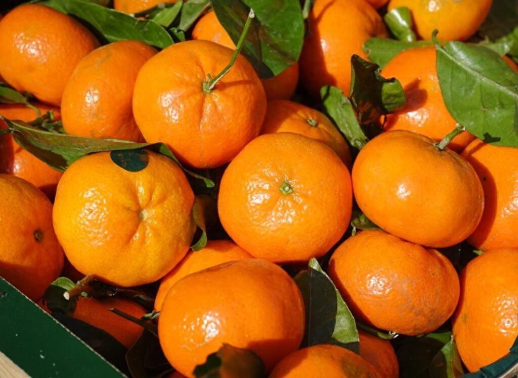 橘子丰收是什么季节？桔子是秋天的果实吗？