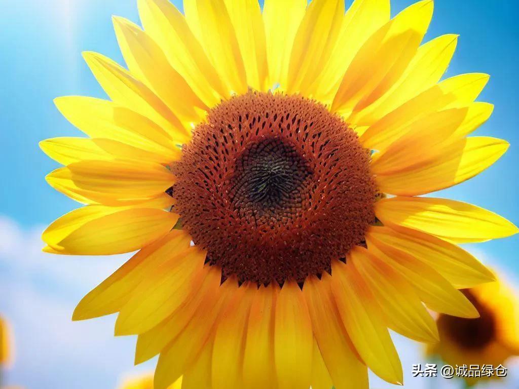 太阳花象征着什么意义，太阳花的寓意和象征意义