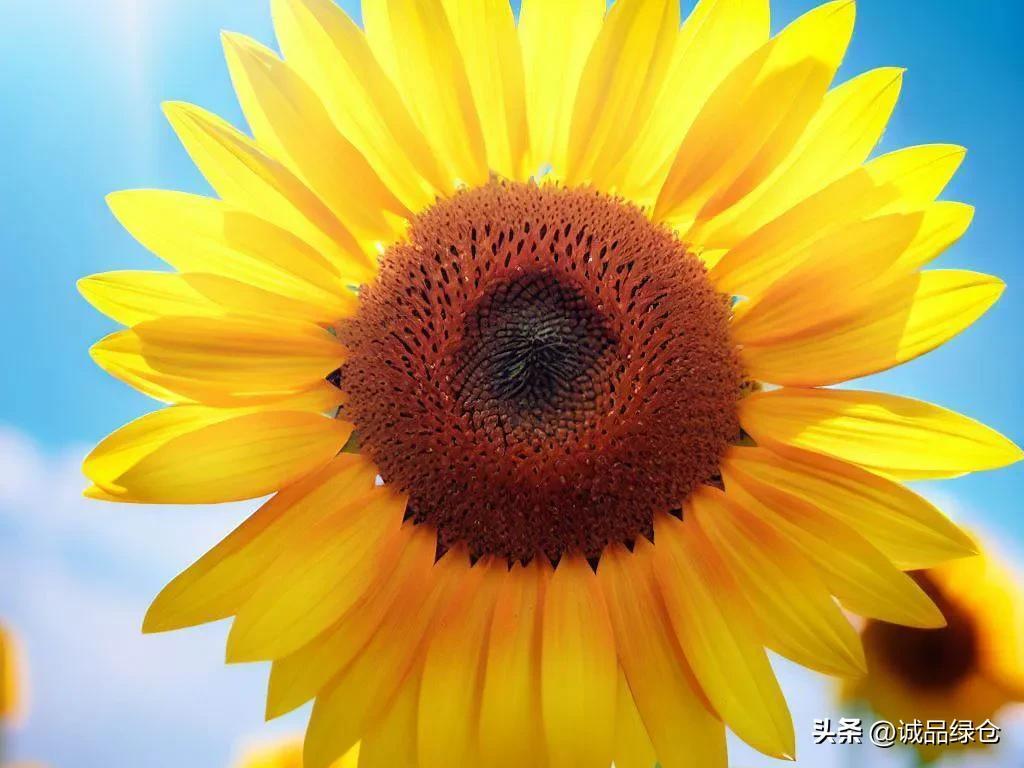 太阳花代表什么 ，太阳花的象征意义是什么