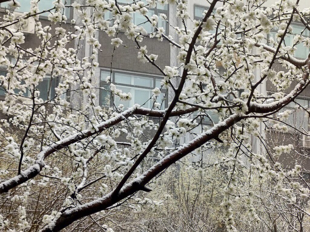 春雪古诗有哪些 ，最美春雪诗词推荐
