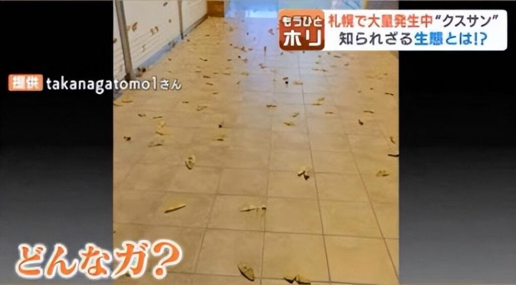出现大量的飞蛾是什么原因，飞蛾预兆好事还是坏事