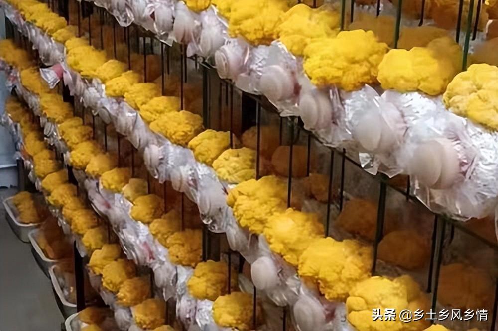 金耳菌种植风险有多大？金耳菌的种植方法与管理