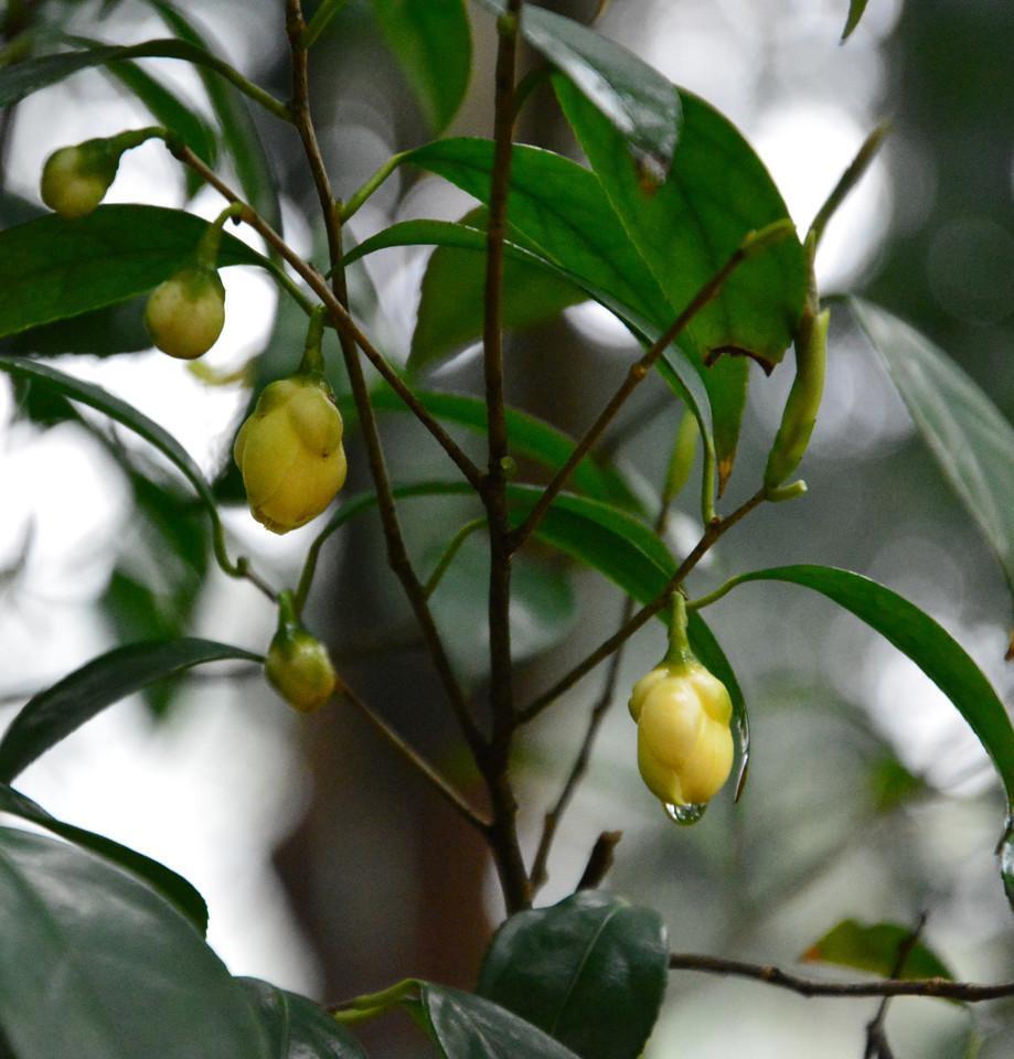 12月开的花都有什么花，12月开花的植物