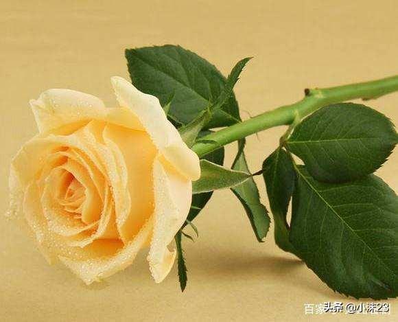 几朵玫瑰代表友谊 ，代表友情的玫瑰花