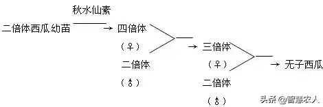 无籽西瓜是怎么培育的，无籽西瓜是杂交出来的吗