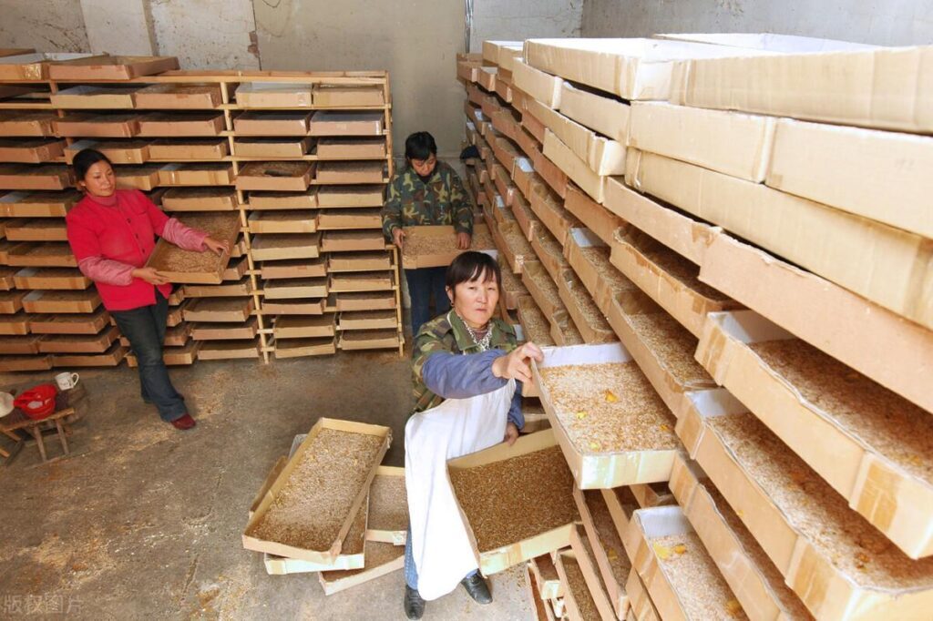 黄粉虫怎么养殖，养黄粉虫的成本与利润