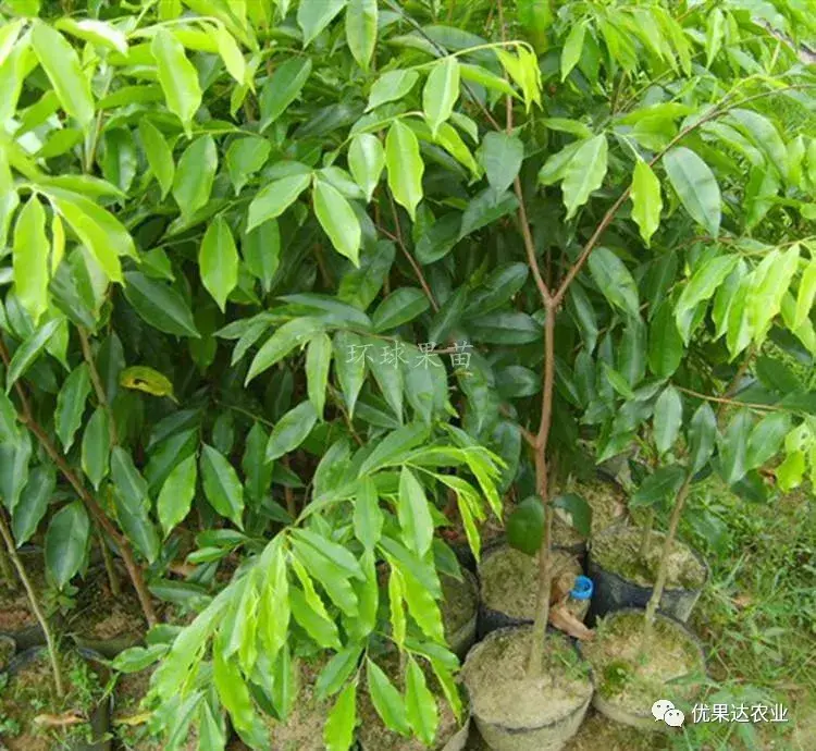 沉香木种植需要注意哪些，沉香种植方法与技术