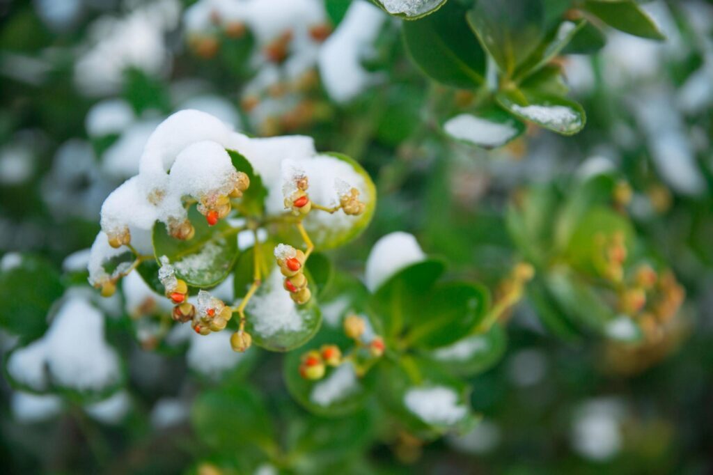 春雪古诗有哪些 ，最美春雪诗词推荐