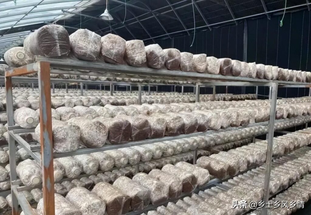 金耳菌种植风险有多大？金耳菌的种植方法与管理