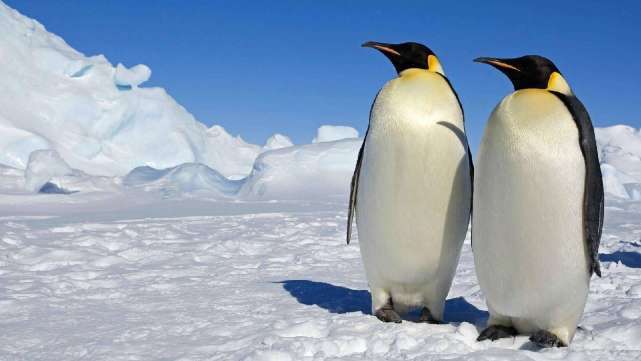 南极有北极熊吗，企鹅是在南极还是北极