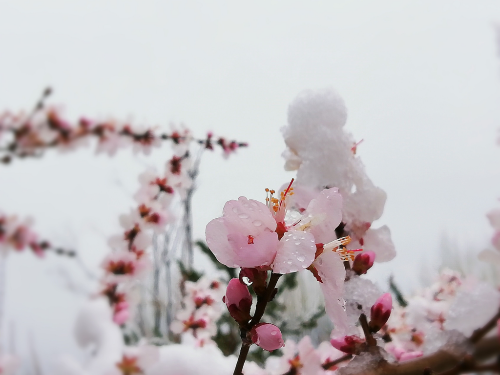 春雪古诗有哪些 ，最美春雪诗词推荐
