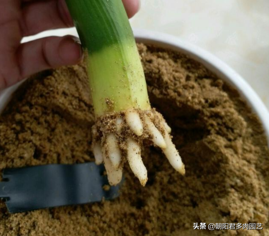 君子兰烂根怎么办，君子兰烂根最好的处理方法