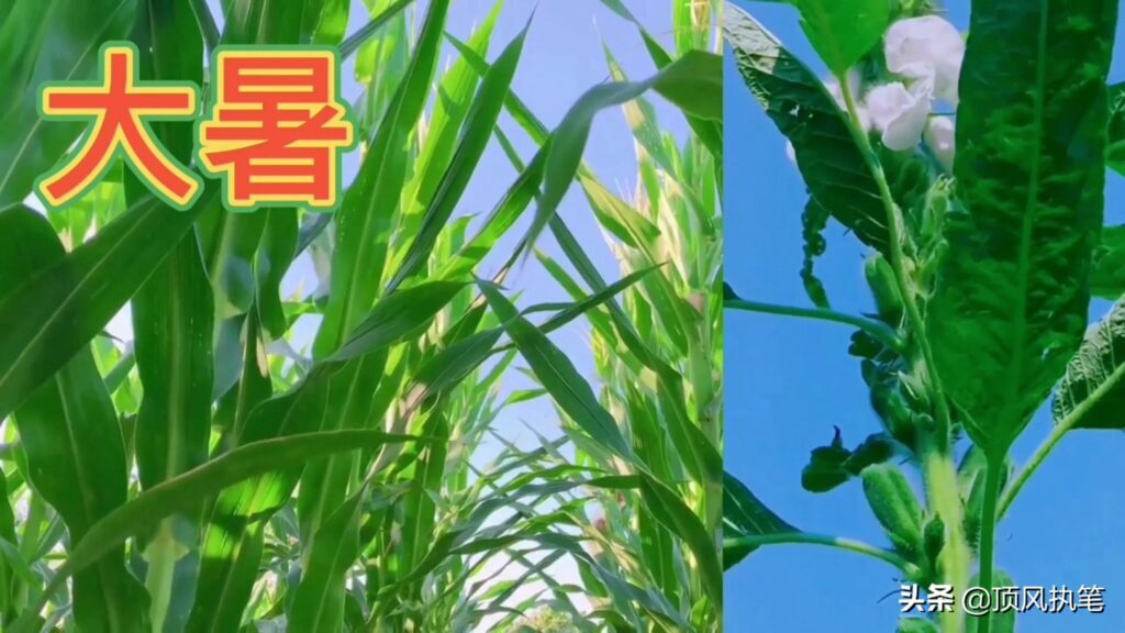 夏季节气有哪些，夏季包含的节气