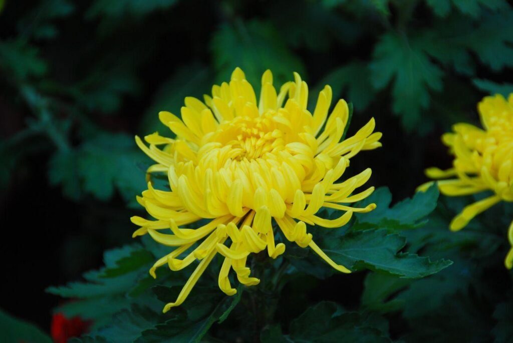 12月开的花都有什么花，12月开花的植物