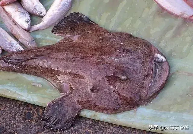 白丁鱼是什么鱼，常见的海鱼简介