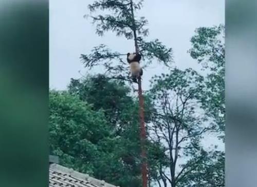 大熊猫能爬树吗，大熊猫爬树能爬几米