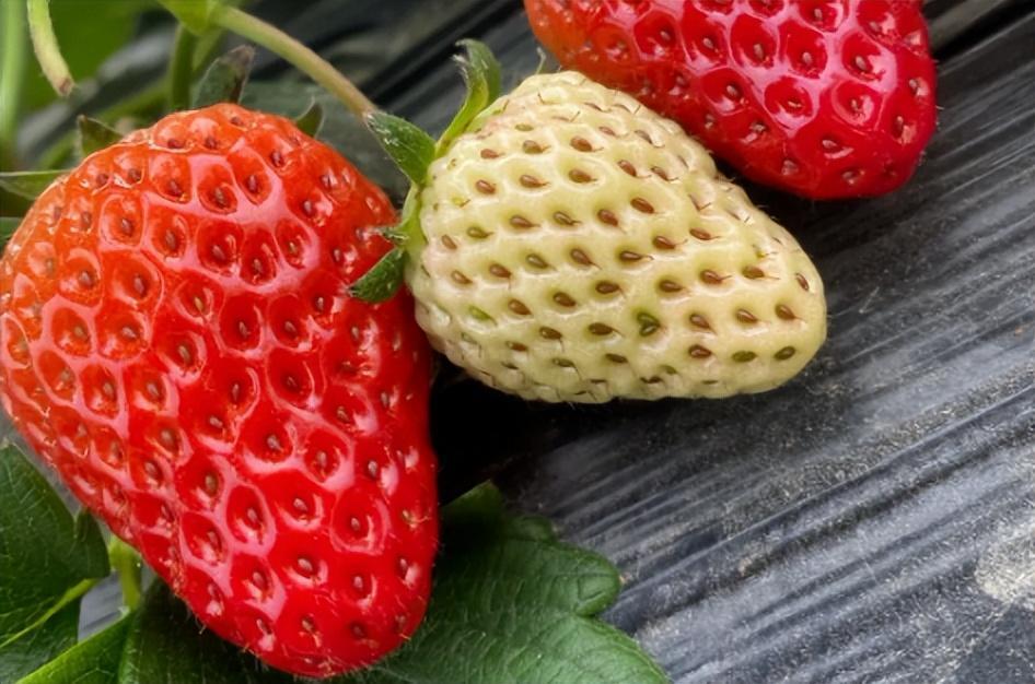 种草莓的步骤有哪些，种草莓的技巧和正确方式