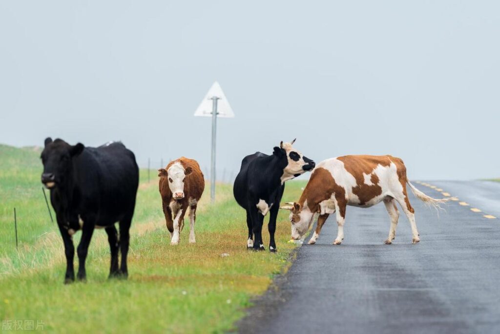 奶牛养殖前景如何，奶牛养殖行业现状