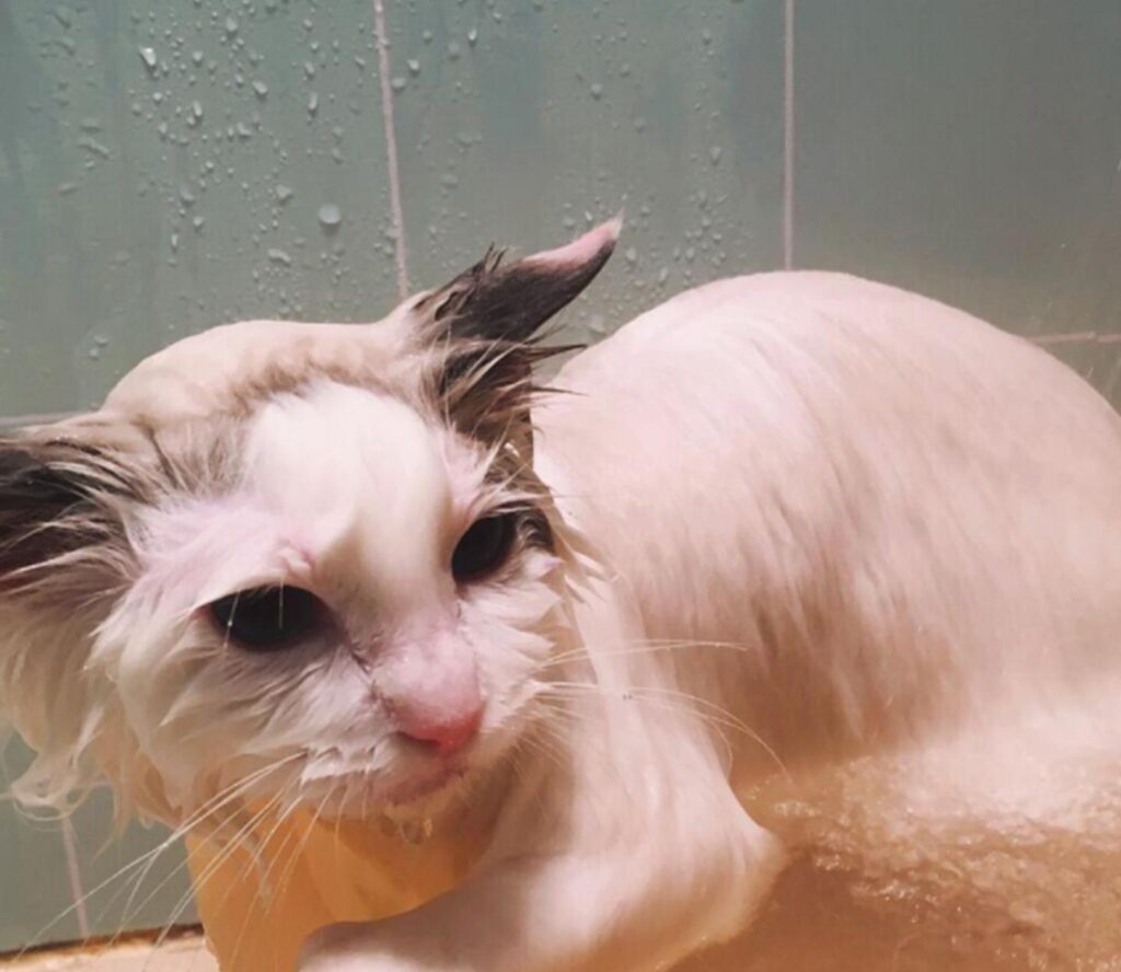 猫咪可以经常洗澡吗，给小猫洗澡怎么洗