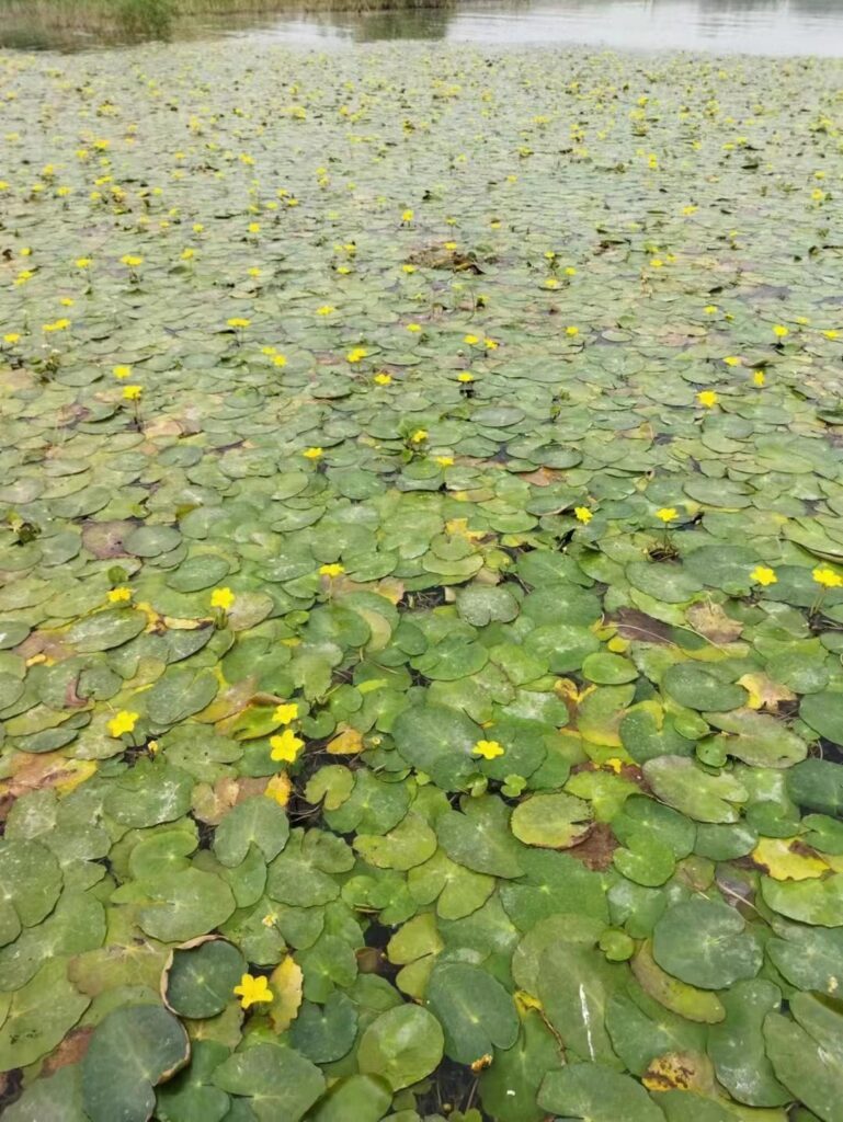 水生观赏植物有哪些，常见的水生植物