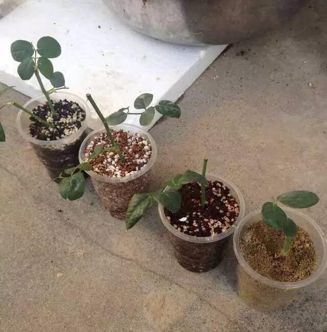 花中皇后是什么花，花中皇后是玫瑰还是月季