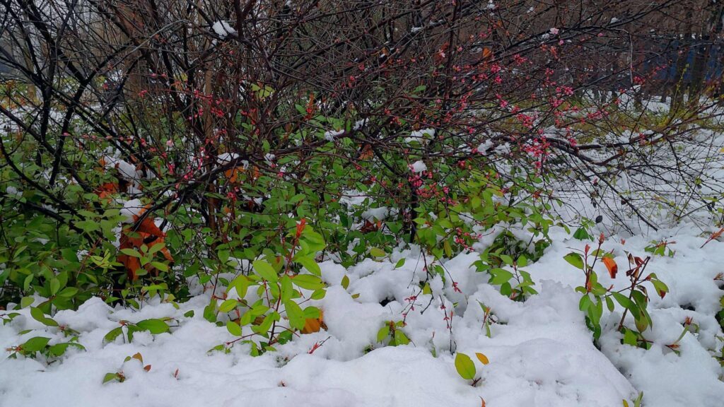 春雪古诗有哪些 ，最美春雪诗词推荐