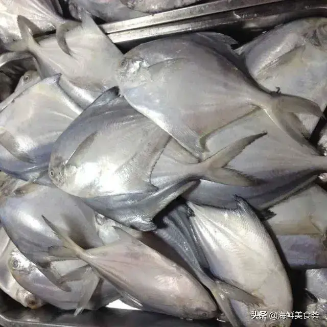 白丁鱼是什么鱼，常见的海鱼简介
