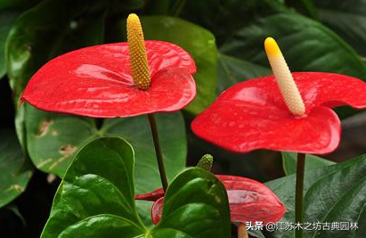 红掌养殖需要注意什么，红掌的家庭养殖技巧