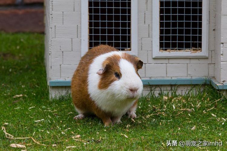 荷兰猪能长多大，荷兰猪寿命是几年