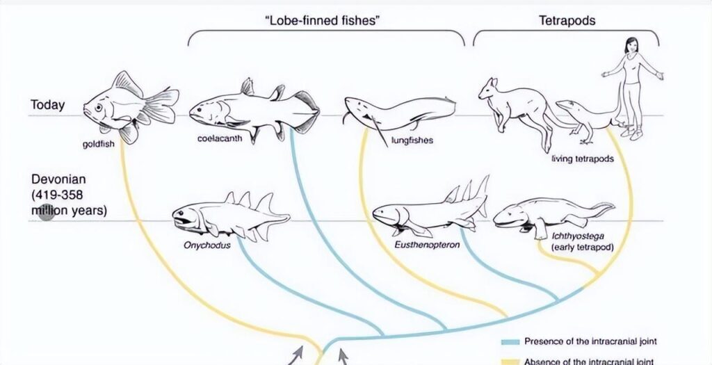 武昌鱼是什么鱼，武昌鱼和鳊鱼的区别
