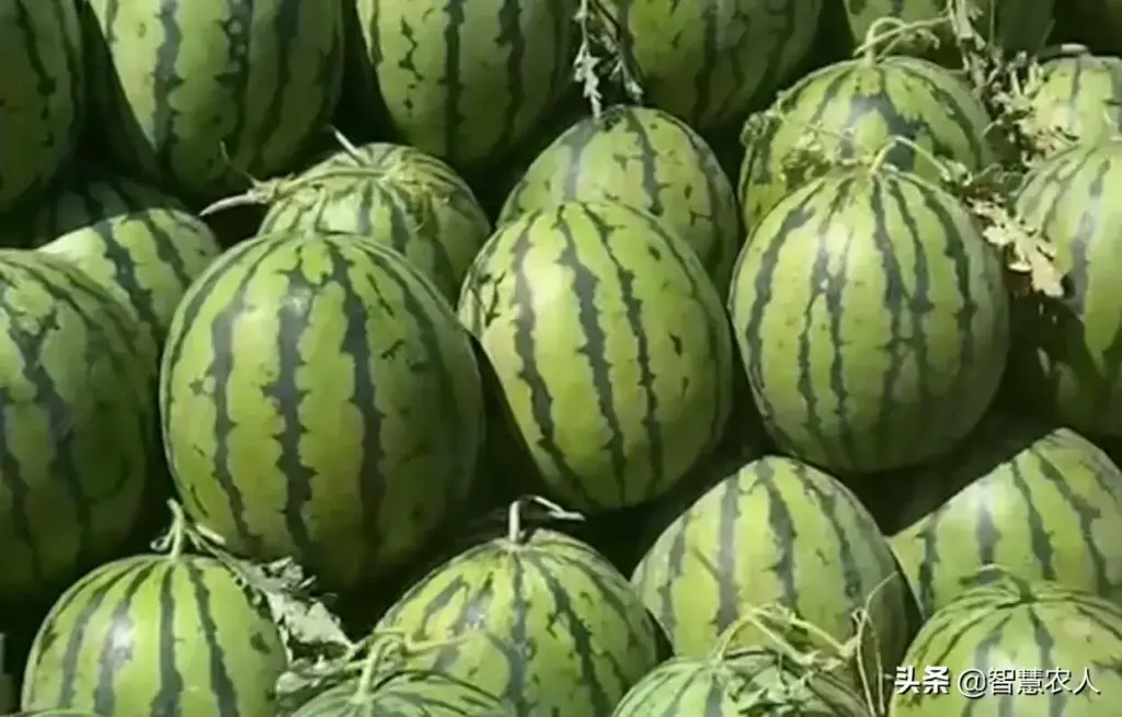 无籽西瓜是怎么培育的，无籽西瓜是杂交出来的吗