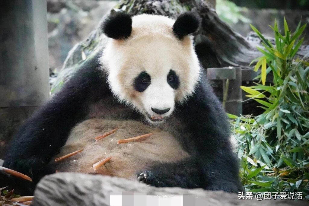 08地震死了多少熊猫，毛毛找到了吗