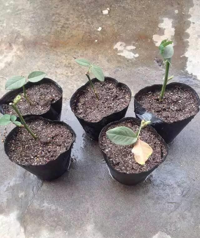 花中皇后是什么花，花中皇后是玫瑰还是月季