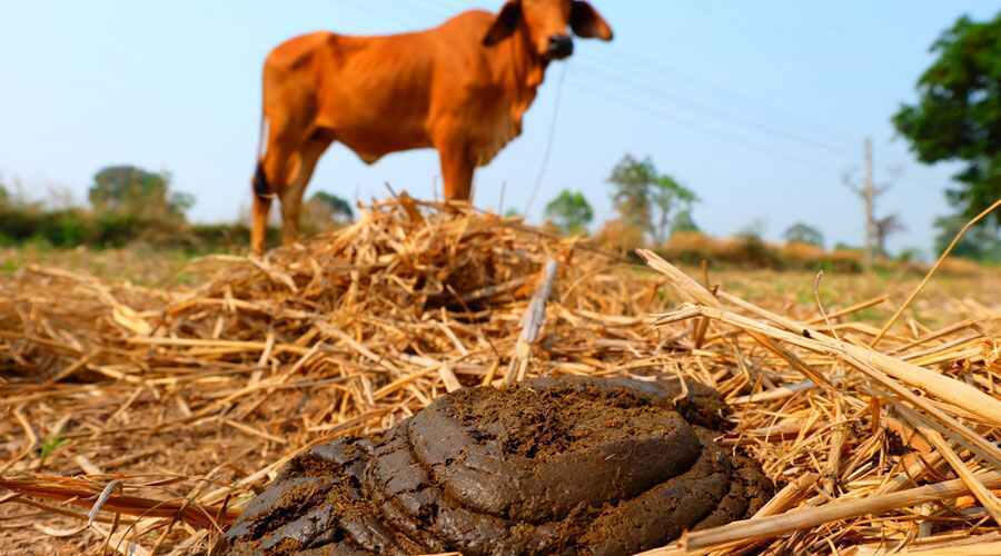 牛粪的用途有哪些，牛粪做肥料的作用与功效