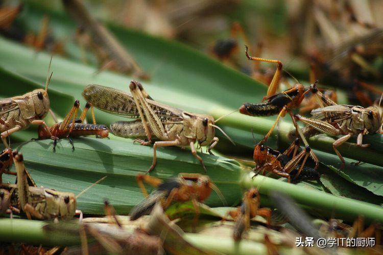 养蚂蚱市场前景怎么样，养殖蚂蚱的注意事项