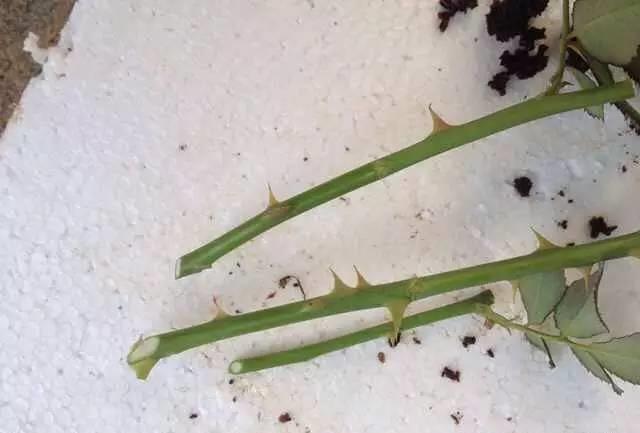 花中皇后是什么花，花中皇后是玫瑰还是月季
