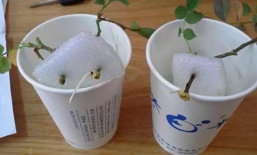 花中皇后是什么花，花中皇后是玫瑰还是月季